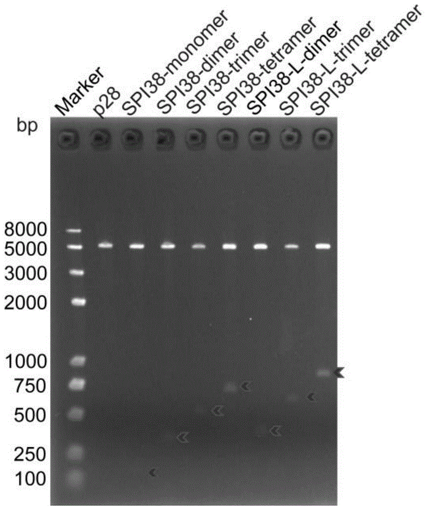 BmSPI38的同型串联多聚体及其构建方法和应用