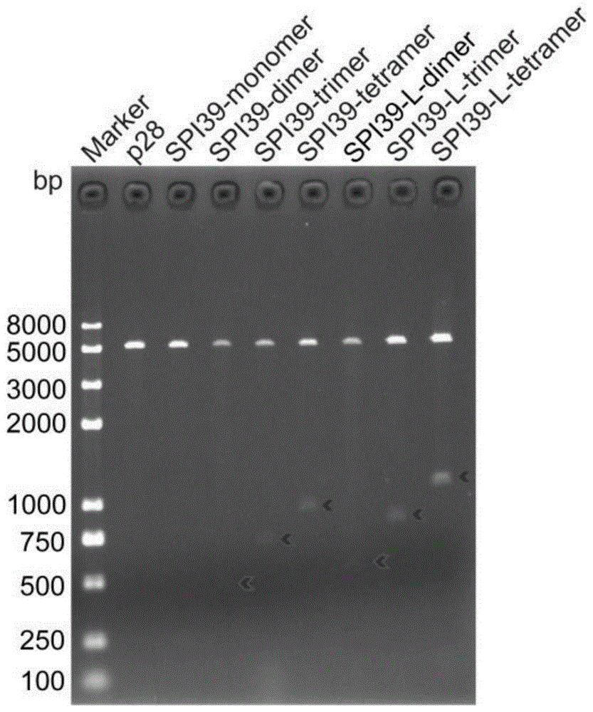BmSPI39的同型串联多聚体及其构建方法和应用